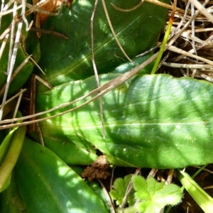 Brachyscome decipiens at The Tops at Nurenmerenmong - suppressed