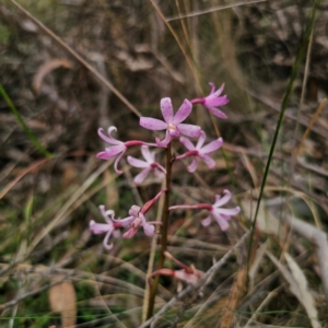 Dipodium roseum at QPRC LGA - 16 Jan 2024