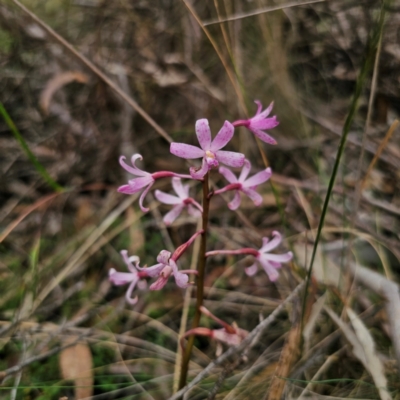 Dipodium roseum (Rosy Hyacinth Orchid) at QPRC LGA - 16 Jan 2024 by Csteele4