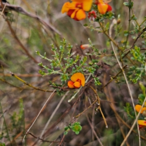 Mirbelia oxylobioides at QPRC LGA - 16 Jan 2024 12:33 PM