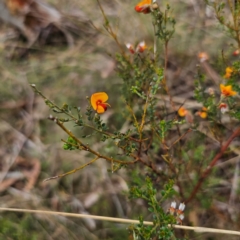 Mirbelia oxylobioides at QPRC LGA - 16 Jan 2024 12:33 PM