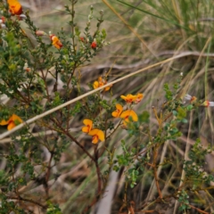 Mirbelia oxylobioides at QPRC LGA - 16 Jan 2024 12:33 PM