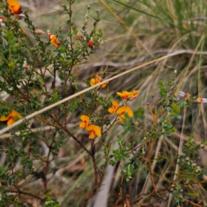 Mirbelia oxylobioides at QPRC LGA - 16 Jan 2024 12:33 PM