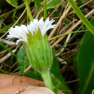 Pappochroma bellidioides at The Tops at Nurenmerenmong - 7 Dec 2022