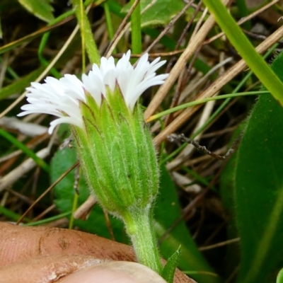 Pappochroma bellidioides (Daisy Fleabane) at Nurenmerenmong, NSW - 7 Dec 2022 by peterchandler