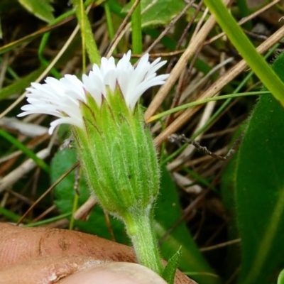 Pappochroma bellidioides (Daisy Fleabane) at The Tops at Nurenmerenmong - 7 Dec 2022 by peterchandler