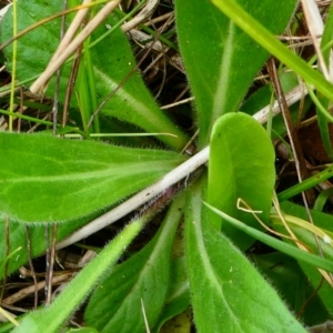 Pappochroma bellidioides at The Tops at Nurenmerenmong - suppressed