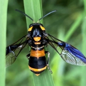 Pterygophorus cinctus at Weston, ACT - 16 Jan 2024