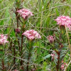 Pimelea alpina (Alpine Rice-flower) at Nurenmerenmong, NSW - 7 Dec 2022 by peterchandler