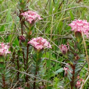 Pimelea alpina at The Tops at Nurenmerenmong - suppressed