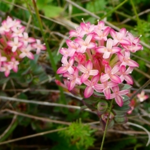 Pimelea alpina at The Tops at Nurenmerenmong - suppressed