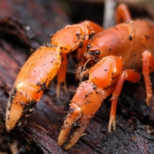 Engaeus cymus at Paddys River, ACT - 15 Jan 2024