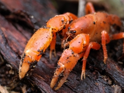 Engaeus cymus (Blunt Nosed Burrowing Crayfish.) at Paddys River, ACT - 15 Jan 2024 by aussiestuff