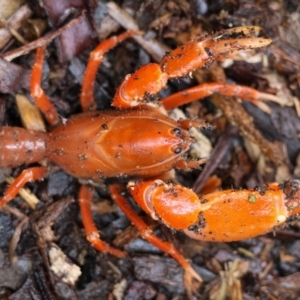 Engaeus cymus at Paddys River, ACT - 15 Jan 2024