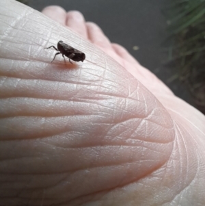 Eurymelinae (subfamily) at Australian National University - 16 Jan 2024 01:17 PM