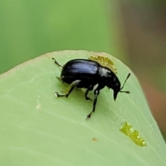 Euops sp. (genus) (A leaf-rolling weevil) at Bruce, ACT - 16 Jan 2024 by trevorpreston