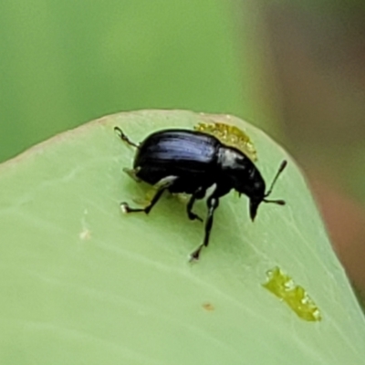 Euops sp. (genus) (A leaf-rolling weevil) at Bruce Ridge to Gossan Hill - 16 Jan 2024 by trevorpreston