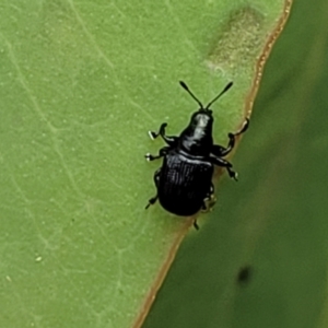 Euops sp. (genus) at Flea Bog Flat, Bruce - 16 Jan 2024