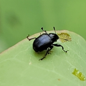 Euops sp. (genus) at Flea Bog Flat, Bruce - 16 Jan 2024