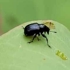 Euops sp. (genus) at Flea Bog Flat, Bruce - 16 Jan 2024