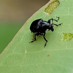 Euops sp. (genus) at Flea Bog Flat, Bruce - 16 Jan 2024