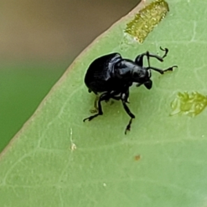 Euops sp. (genus) at Flea Bog Flat, Bruce - 16 Jan 2024