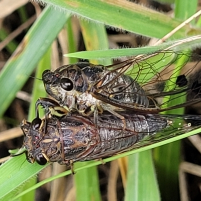 Galanga labeculata (Double-spotted cicada) at Bruce, ACT - 16 Jan 2024 by trevorpreston