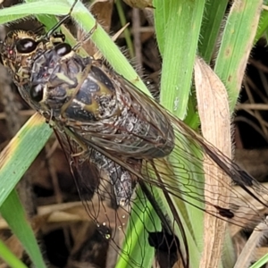 Galanga labeculata at Bruce Ridge to Gossan Hill - 16 Jan 2024