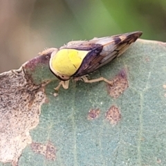 Brunotartessus fulvus (Yellow-headed Leafhopper) at Bruce, ACT - 16 Jan 2024 by trevorpreston