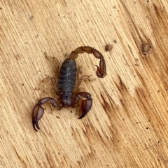 Urodacus manicatus (Black Rock Scorpion) at Wandiyali-Environa Conservation Area - 16 Jan 2024 by Wandiyali