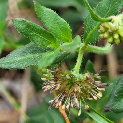 Opercularia hispida (Hairy Stinkweed) at Bruce, ACT - 16 Jan 2024 by trevorpreston