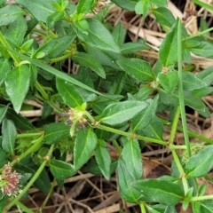 Opercularia hispida at Bruce Ridge to Gossan Hill - 16 Jan 2024 12:54 PM