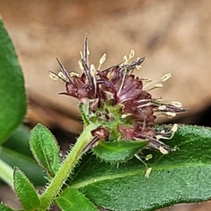 Opercularia hispida at Bruce Ridge to Gossan Hill - 16 Jan 2024