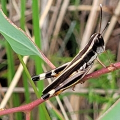 Macrotona australis (Common Macrotona Grasshopper) at Flea Bog Flat, Bruce - 16 Jan 2024 by trevorpreston