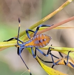 Amorbus alternatus (Eucalyptus Tip Bug) at Flea Bog Flat, Bruce - 16 Jan 2024 by trevorpreston