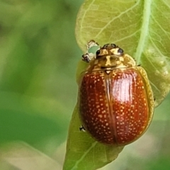 Paropsisterna cloelia (Eucalyptus variegated beetle) at Bruce, ACT - 16 Jan 2024 by trevorpreston