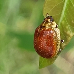 Paropsisterna cloelia at Bruce Ridge to Gossan Hill - 16 Jan 2024