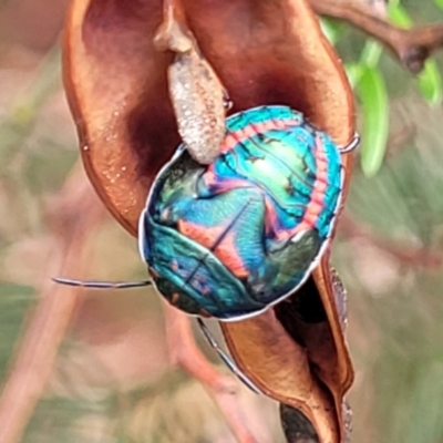 Scutiphora pedicellata (Metallic Jewel Bug) at Bruce Ridge to Gossan Hill - 16 Jan 2024 by trevorpreston