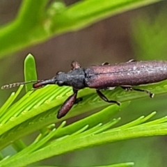 Rhinotia sp. (genus) (Unidentified Rhinotia weevil) at Bruce, ACT - 16 Jan 2024 by trevorpreston