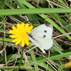 Pieris rapae (Cabbage White) at Bruce Ridge to Gossan Hill - 16 Jan 2024 by trevorpreston