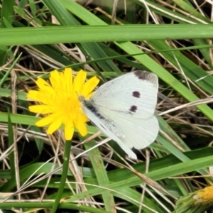 Pieris rapae at CHC100: Calvary Hospital Drain3 , Bruce - 16 Jan 2024