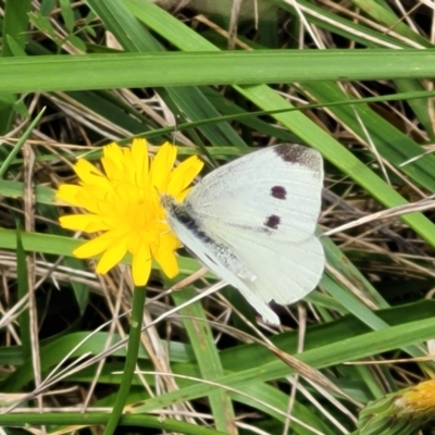 Pieris rapae (Cabbage White) at CHC100: Calvary Hospital Drain3 , Bruce - 16 Jan 2024 by trevorpreston