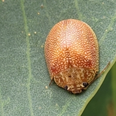 Paropsis atomaria (Eucalyptus leaf beetle) at Bruce Ridge to Gossan Hill - 16 Jan 2024 by trevorpreston