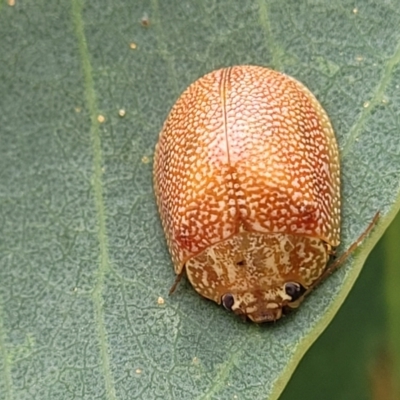 Paropsis atomaria (Eucalyptus leaf beetle) at Bruce, ACT - 16 Jan 2024 by trevorpreston