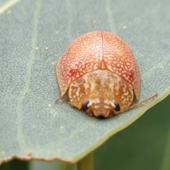 Paropsis atomaria at Bruce Ridge to Gossan Hill - 16 Jan 2024