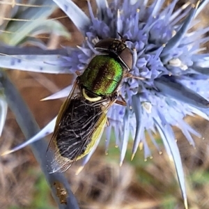 Odontomyia decipiens at Franklin Grassland (FRA_5) - 11 Dec 2023 12:08 PM