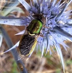 Odontomyia decipiens (Green Soldier Fly) at Budjan Galindji (Franklin Grassland) Reserve - 11 Dec 2023 by JenniM