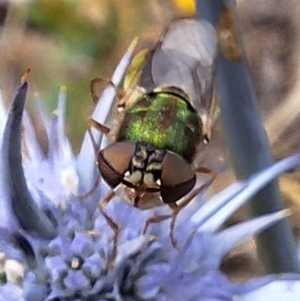 Odontomyia decipiens at Franklin Grassland (FRA_5) - 11 Dec 2023