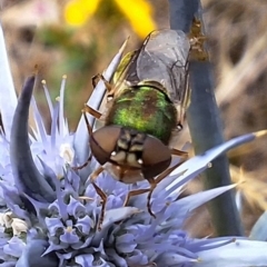 Odontomyia decipiens at Franklin Grassland (FRA_5) - 11 Dec 2023