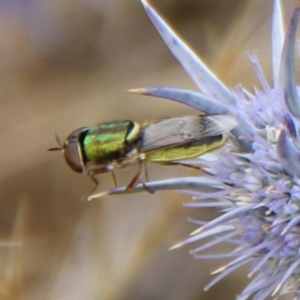 Odontomyia decipiens at Franklin Grassland (FRA_5) - 11 Dec 2023